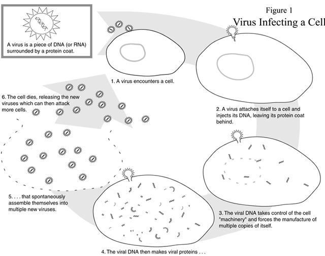 Printables Bacteria And Viruses Worksheet viruses worksheet davezan bacteria and middle school intrepidpath